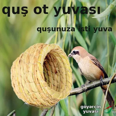 Ot yuvalı quş qəfəsi tutuquşu üçün